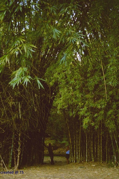 bambus.jpg