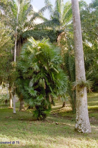 palme.jpg