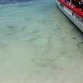 Akumal 003